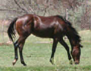 pk07filly.jpg