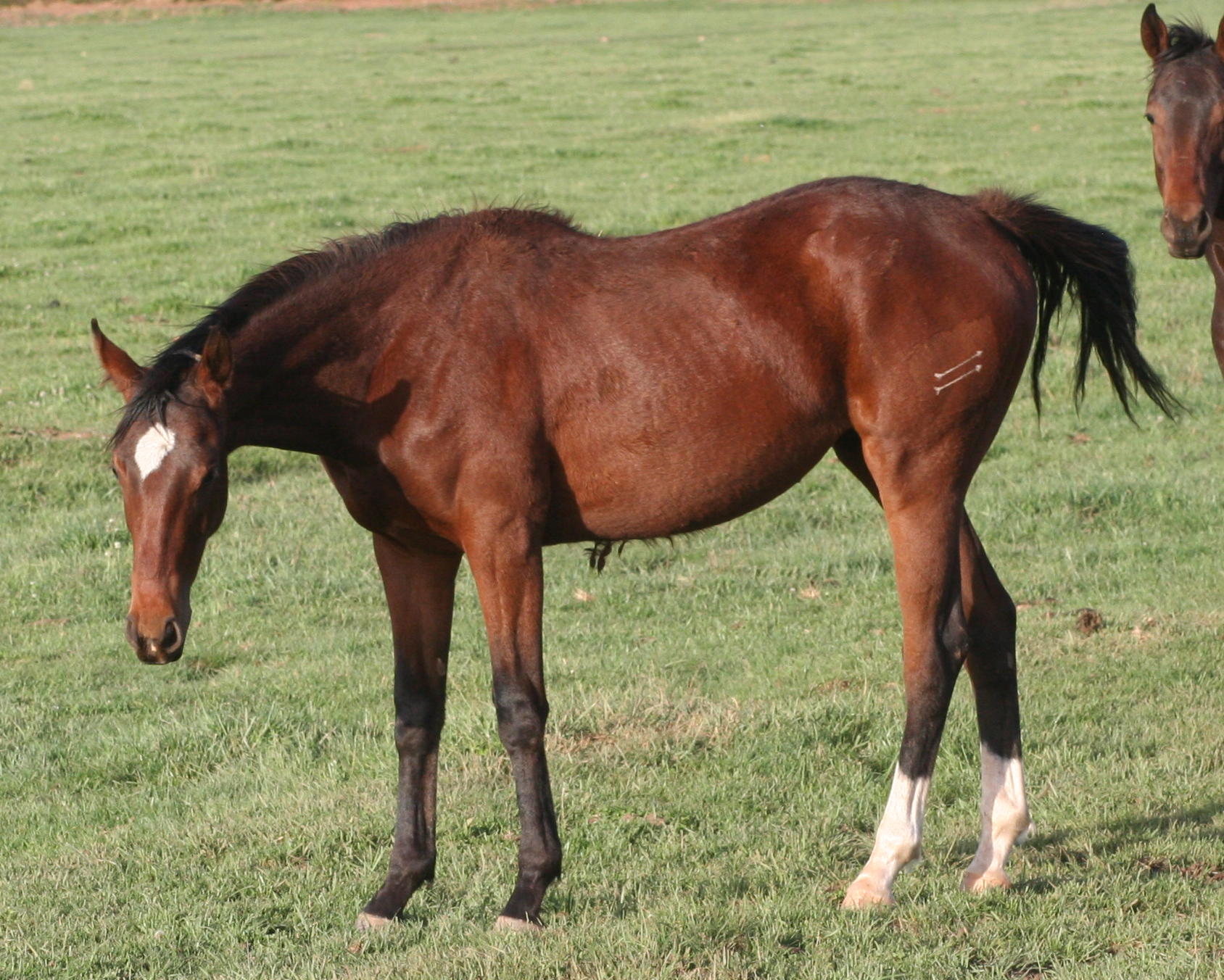 06wdpfilly.jpg