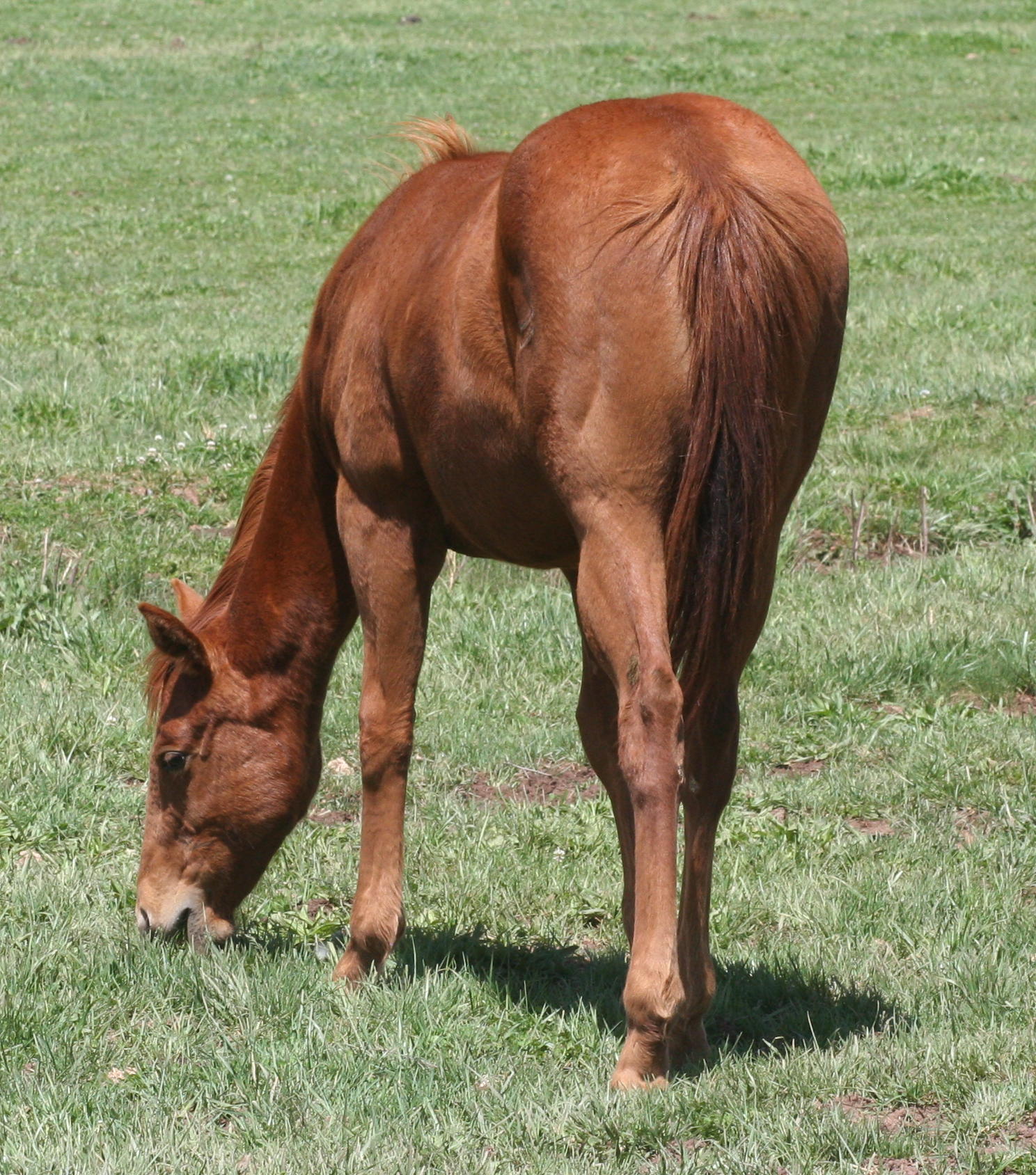 sd07filly.jpg