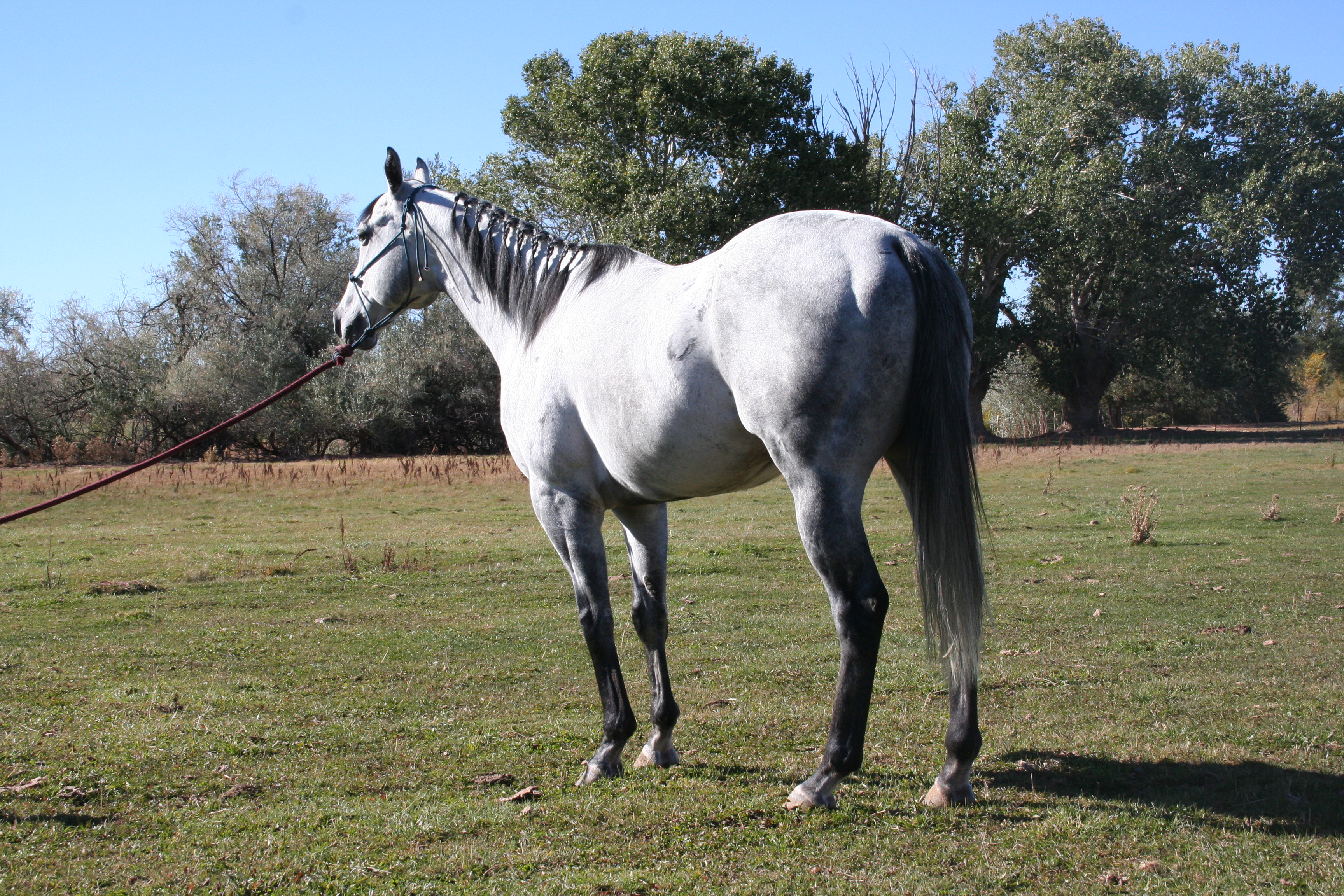 stallionpictures07004.jpg